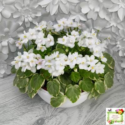 Ва-Банк (Л. Мещерякова) листовая химера (стартер сорт)