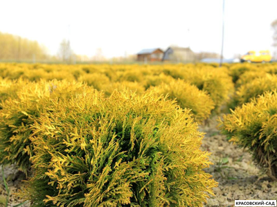 Туя Марьям - Mirjam