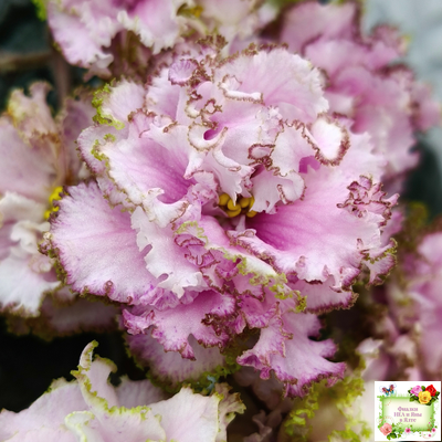 БР-Кудряшка (С. и Н. Буркацкие) 2021 г. (лист с деткой укоренённый)