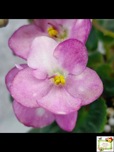 Heinz's Bubbles (H.Dornbusch) (лист посажен 30.01.26)