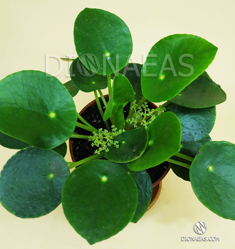 Pilea Peperomioides - Пилея пеперомиевидная, китайское денежное дерево, растение НЛО