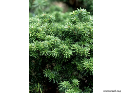 Пихта корейская Цис - фото в саду - красовский-сад.рф