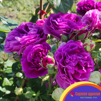 Минерва (Minerva)