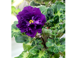 69) ЛФ- Лилия (19г.)