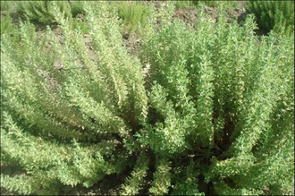 Чабер иранский (Satureja khuzistanica) Иран, 5 мл - 100% натуральное эфирное масло