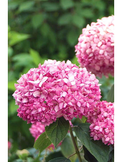 Гортензия древовидная Pink Annabelle