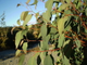 Клубничный эвкалипт (Eucalyptus olida) - 100% натуральное эфирное масло