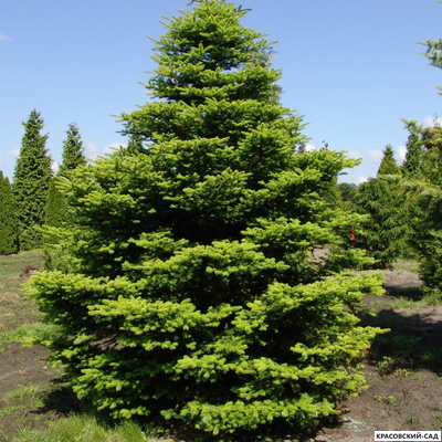 Пихта корейская - Abies koreana