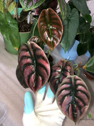 Alocasia Cuprea Red Secret / Алоказия Медная