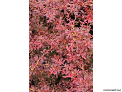 Барбарис Тунберга Orange dream - крупным планом - красовский-сад.рф