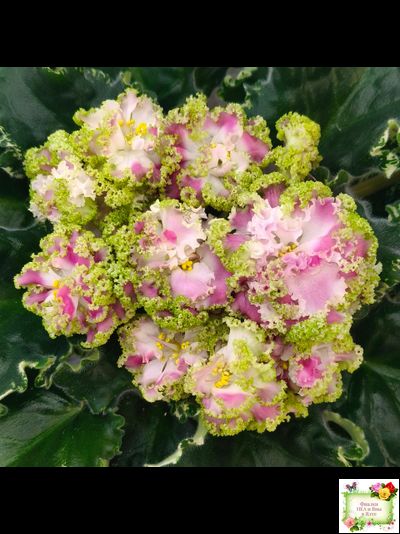 МТ-Античная Брошь (М. Тотиева) 2025 г. (лист посажен 24.01.26)