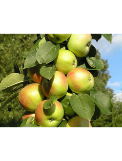Яблоня колоновидная   Янтарное ожерелье