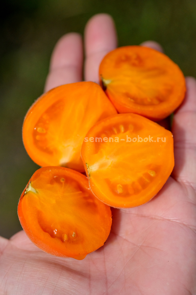 Томат Micro dwarf Allure (Аллюр), 10 шт