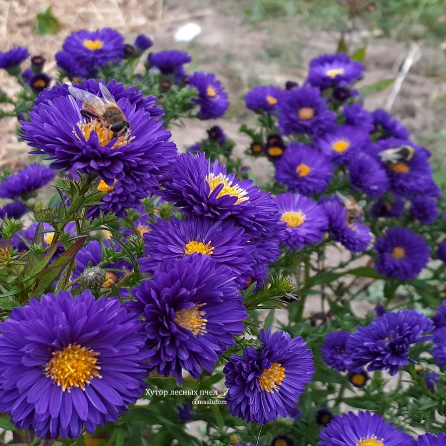 Aster novi-belgii Bengale  Астра новобельгийская Бенгале