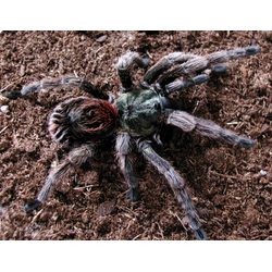Paraphysa parvula