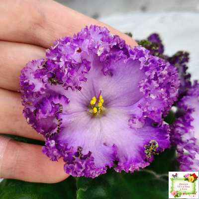 АВ-Пенная Вечеринка (Фиалковод) 2021 г.