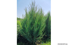 Можжевельник Скай Рокет - фото саженцев - красовский-сад.рф