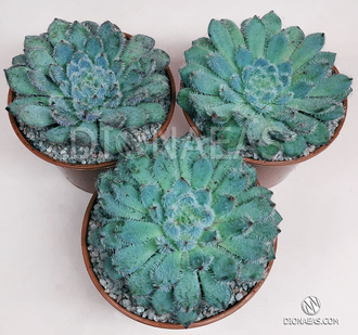 Эхеверия Сетоза Рунделли - Echeveria Setosa x Rundelli, Эхеверия щетинистая