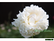 Paeonia Mrs J.V.Edlund