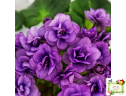 Little Caboose (H. Pittman) (гёрл-лист с кроновой пестролистностью)