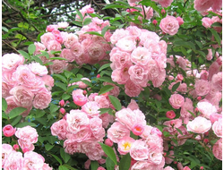 Хевенли пинк (Heavenly Pink), Lens . Мускусные гибриды.