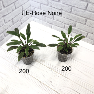 Фиалка ЛЕ- Rose noire мини трейлер