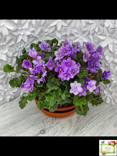 Skagit Victory Trails (W. Lindstrom)  (5659) 01/30/1984 трейлер