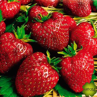 КЛУБНИКА "МОСКОВСКИЙ ДЕЛИКАТЕС" (РЕМОНТАНТНАЯ, СОЧНАЯ, ПЛОТНАЯ ЯГОДА)