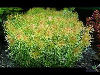 Ротала валлиха зеленая (пучок)