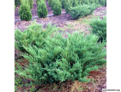 Можжевельник Блау Донау - Blaue Donau
