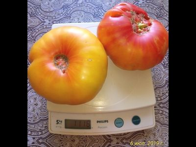 Томат Желтый камень (Yellow Stone)