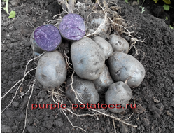 Сорт картофеля Purple Majesty
