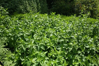 Мята сладкая (Mentha spicata) Египет, 5 мл - 100% натуральное эфирное масло
