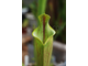 Sarracenia Lidless