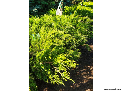 Можжевельник средний Минт Джулеп купить с доставкой в Москве в питомнике красовский-сад.рф