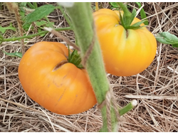 Томат Персики и крем (Peaches and Cream)