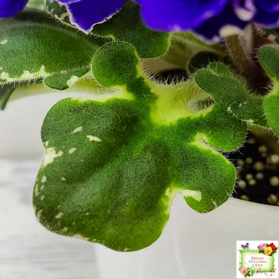 Star Wars (Baker) (пестролистный гёрл)