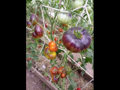 Томат Чупа-чупс (Chupa-Chups)