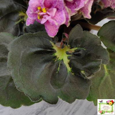 АВ-Шиповник (Фиалковод) 2021 г. (гёрл-листва)