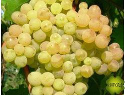 ВИНОГРАД "КИШ МИШ 342" (СЛАДКИЙ И УРОЖАЙНЫЙ)