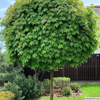 Клен остролистный Глобосум - Globosum