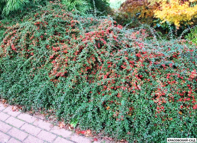 Кизильник Корал Бьюти - Coral Beauty