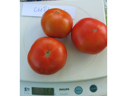 Томат Сибиряк