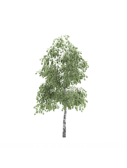 лиственные Береза 03