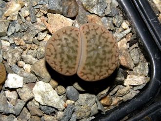 Lithops hookeri v.susannae C091