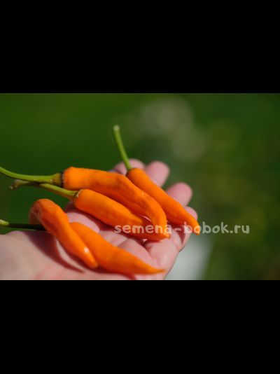 Перец острый Onza Amarillo, 10 шт