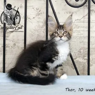 Волгоградский питомник Мейн кунов GangsterCat. Сайт: www.gangstercat.ru Тел: +7 (917) 335-09-66 (WhatsApp, Viber, Telegram), Татьяна.