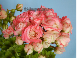 Пеларгония Fischers Appleblossom