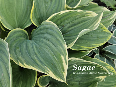 Хоста Sagae