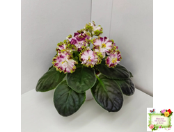 КО-Петушок Золотой Гребешок (О. Кособокова) 2016